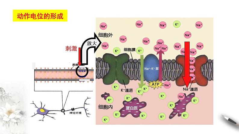 2.3 神经冲动的产生和传导（课件）-2020-2021学年高二上学期生物学同步精品课堂（2019人教版选择性必修1）（共36张PPT）第8页