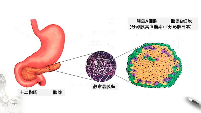 3.2 激素调节的过程（课件）-2020-2021学年上学期高二生物学同步精品课堂（新教材人教版选择性必修1）（共28张PPT）第6页