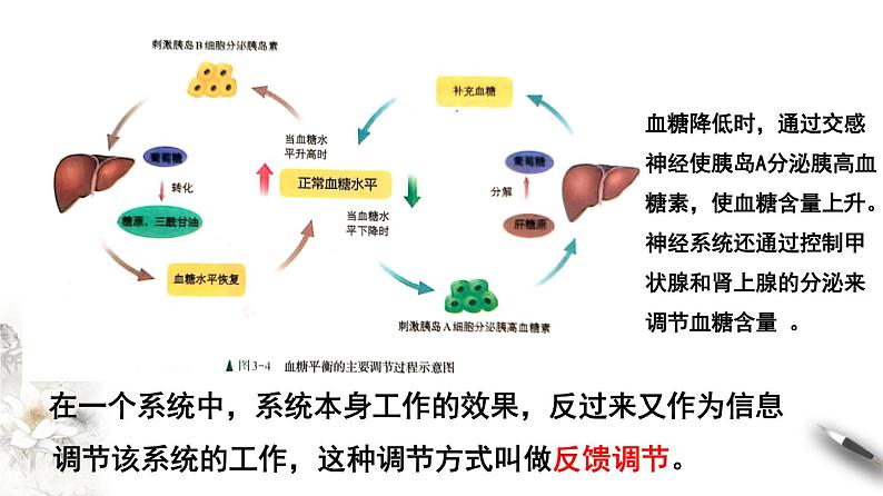 3.2 激素调节的过程（课件）-2020-2021学年上学期高二生物学同步精品课堂（新教材人教版选择性必修1）（共28张PPT）第8页