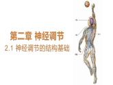 2.1 神经调节的结构基础 课件 【新教材】人教版（2019）高中生物选择性必修一