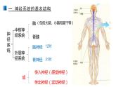2.1 神经调节的结构基础 课件 【新教材】人教版（2019）高中生物选择性必修一
