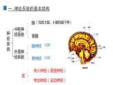 2.1 神经调节的结构基础 课件 【新教材】人教版（2019）高中生物选择性必修一