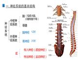 2.1 神经调节的结构基础 课件 【新教材】人教版（2019）高中生物选择性必修一