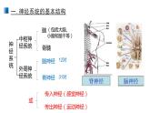 2.1 神经调节的结构基础 课件 【新教材】人教版（2019）高中生物选择性必修一