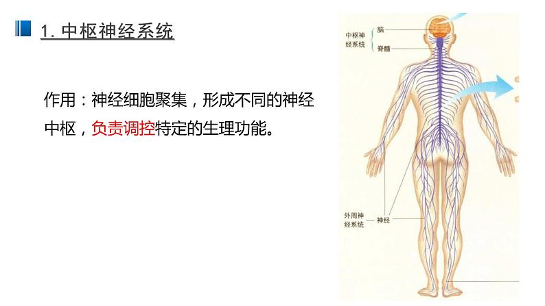 2.1 神经调节的结构基础 课件 【新教材】人教版（2019）高中生物选择性必修一06