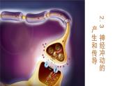 2.3 神经冲动的产生和传导 课件 【新教材】人教版（2019）高中生物选择性必修一