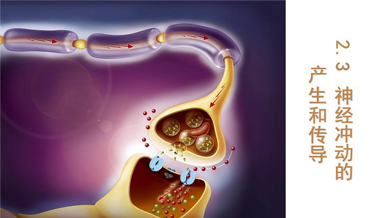 2.3 神经冲动的产生和传导 课件 【新教材】人教版（2019）高中生物选择性必修一第1页