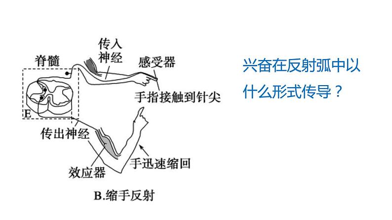 2.3 神经冲动的产生和传导 课件 【新教材】人教版（2019）高中生物选择性必修一第2页