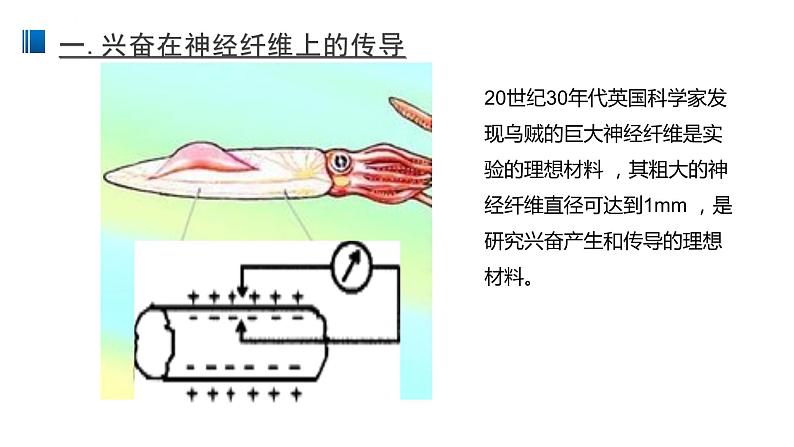 2.3 神经冲动的产生和传导 课件 【新教材】人教版（2019）高中生物选择性必修一第3页