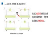 2.3 神经冲动的产生和传导 课件 【新教材】人教版（2019）高中生物选择性必修一