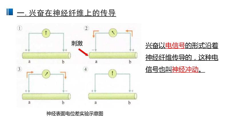 2.3 神经冲动的产生和传导 课件 【新教材】人教版（2019）高中生物选择性必修一第4页