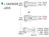 2.3 神经冲动的产生和传导 课件 【新教材】人教版（2019）高中生物选择性必修一