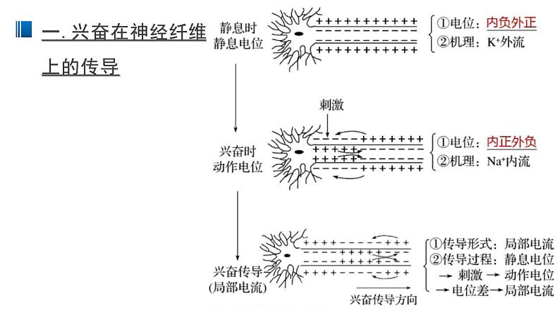 2.3 神经冲动的产生和传导 课件 【新教材】人教版（2019）高中生物选择性必修一第5页