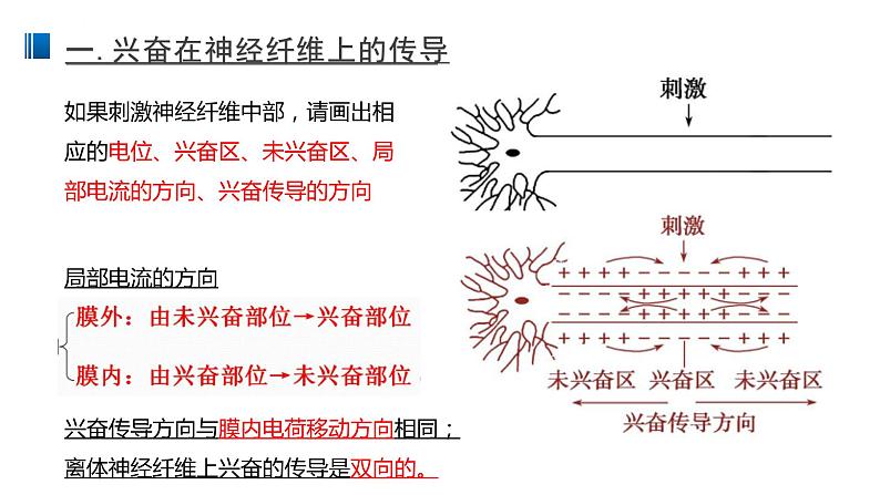 2.3 神经冲动的产生和传导 课件 【新教材】人教版（2019）高中生物选择性必修一第6页