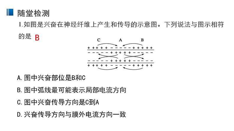 2.3 神经冲动的产生和传导 课件 【新教材】人教版（2019）高中生物选择性必修一第7页