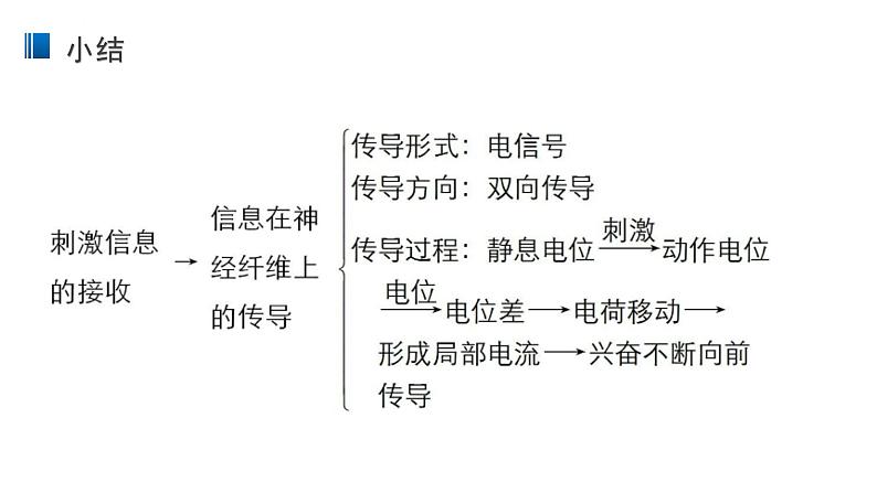 2.3 神经冲动的产生和传导 课件 【新教材】人教版（2019）高中生物选择性必修一第8页