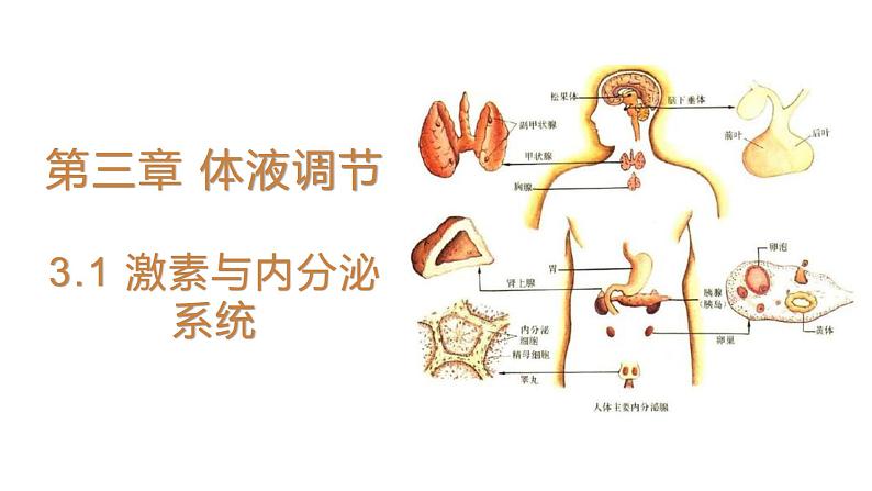 3.1 激素与内分泌系统 课件 【新教材】人教版（2019）高中生物选择性必修一01