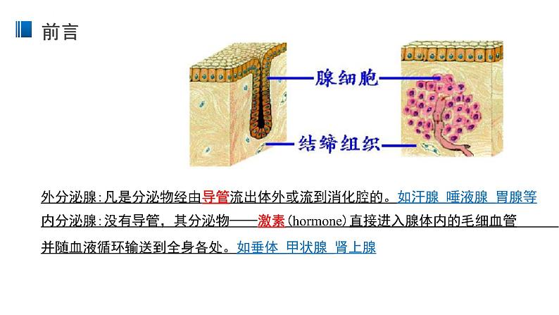 3.1 激素与内分泌系统 课件 【新教材】人教版（2019）高中生物选择性必修一02