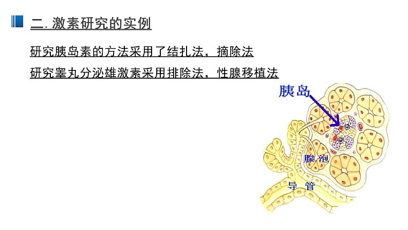 3.1 激素与内分泌系统 课件 【新教材】人教版（2019）高中生物选择性必修一07