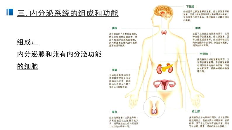 3.1 激素与内分泌系统 课件 【新教材】人教版（2019）高中生物选择性必修一08