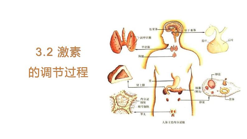 3.2 激素调节的过程 课件 【新教材】人教版（2019）高中生物选择性必修一第1页