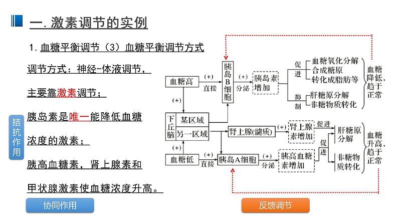 3.2 激素调节的过程 课件 【新教材】人教版（2019）高中生物选择性必修一第6页