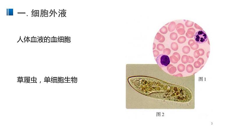 1.1 细胞生活的环境 课件 【新教材】人教版（2019）高中生物选择性必修一第3页