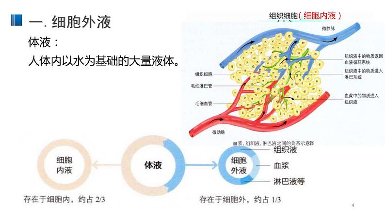 1.1 细胞生活的环境 课件 【新教材】人教版（2019）高中生物选择性必修一第4页