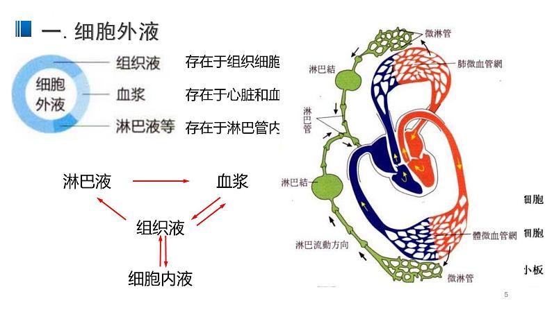 1.1 细胞生活的环境 课件 【新教材】人教版（2019）高中生物选择性必修一第5页