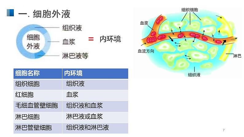 1.1 细胞生活的环境 课件 【新教材】人教版（2019）高中生物选择性必修一第7页