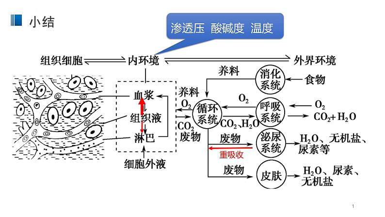 1.2 内环境的稳态 课件 【新教材】人教版（2019）高中生物选择性必修一01