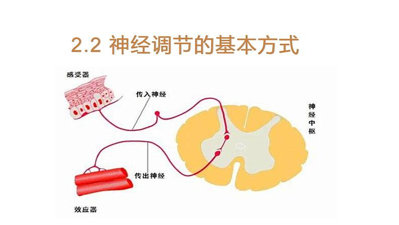 2.2 神经调节的基本方式 课件 【新教材】人教版（2019）高中生物选择性必修一01