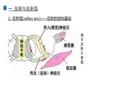 2.2 神经调节的基本方式 课件 【新教材】人教版（2019）高中生物选择性必修一