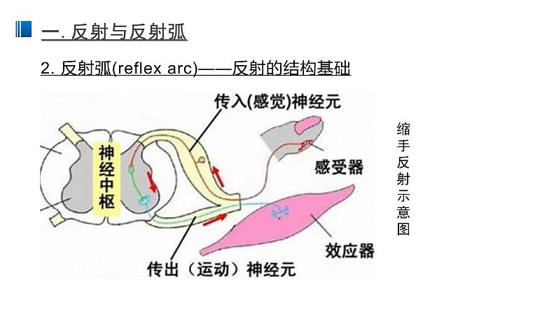 2.2 神经调节的基本方式 课件 【新教材】人教版（2019）高中生物选择性必修一04