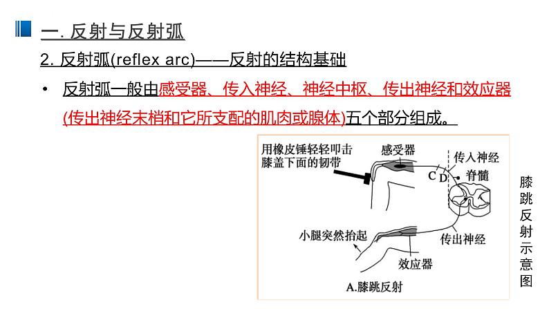 2.2 神经调节的基本方式 课件 【新教材】人教版（2019）高中生物选择性必修一05