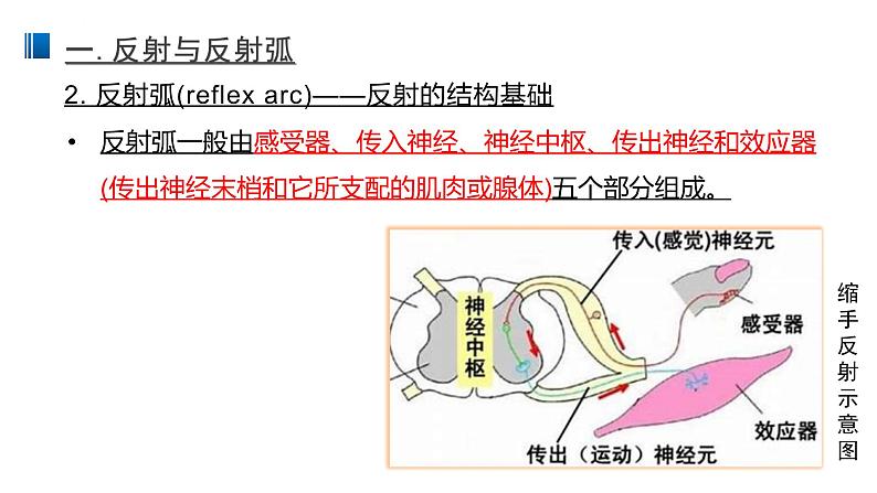 2.2 神经调节的基本方式 课件 【新教材】人教版（2019）高中生物选择性必修一06