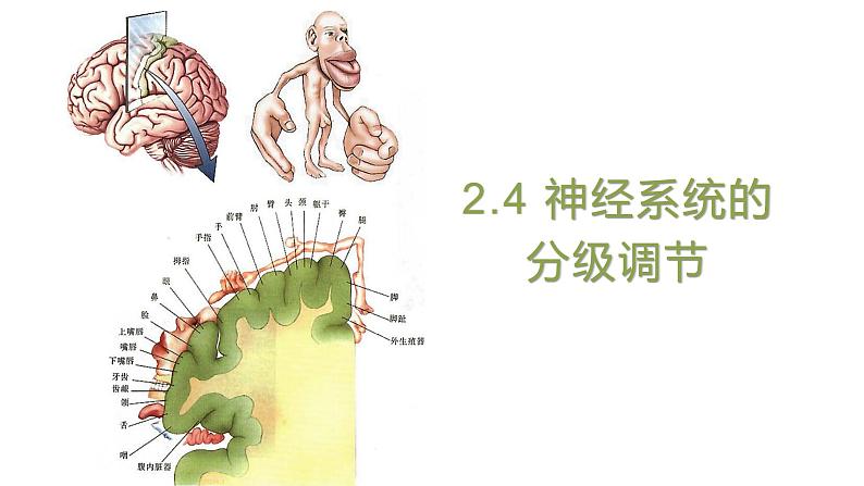 2.4 神经系统的分级调节 课件 【新教材】人教版（2019）高中生物选择性必修一第1页