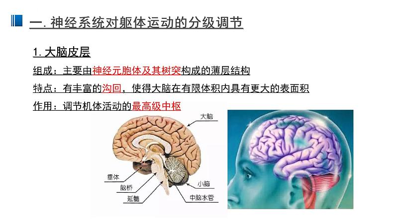 2.4 神经系统的分级调节 课件 【新教材】人教版（2019）高中生物选择性必修一第2页