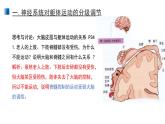 2.4 神經(jīng)系統(tǒng)的分級(jí)調(diào)節(jié) 課件 【新教材】人教版（2019）高中生物選擇性必修一