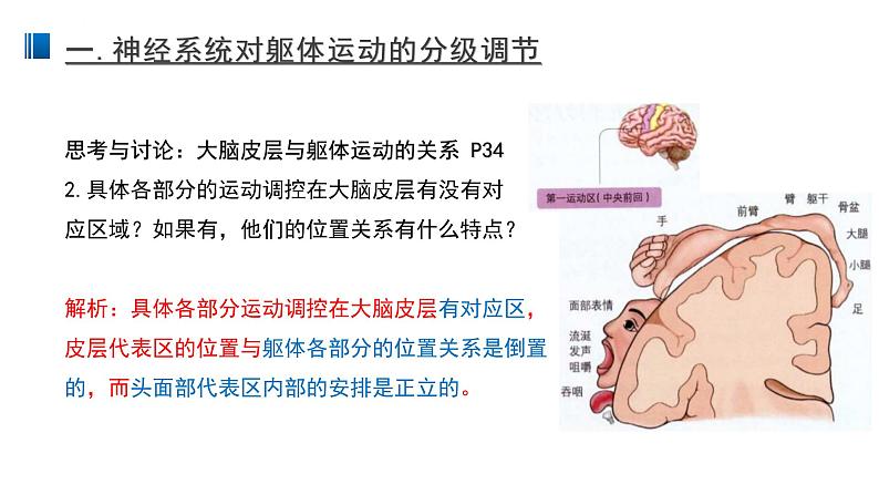 2.4 神经系统的分级调节 课件 【新教材】人教版（2019）高中生物选择性必修一第4页