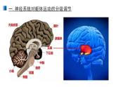 2.4 神經(jīng)系統(tǒng)的分級(jí)調(diào)節(jié) 課件 【新教材】人教版（2019）高中生物選擇性必修一