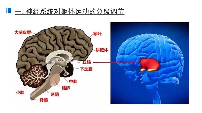 2.4 神经系统的分级调节 课件 【新教材】人教版（2019）高中生物选择性必修一第5页