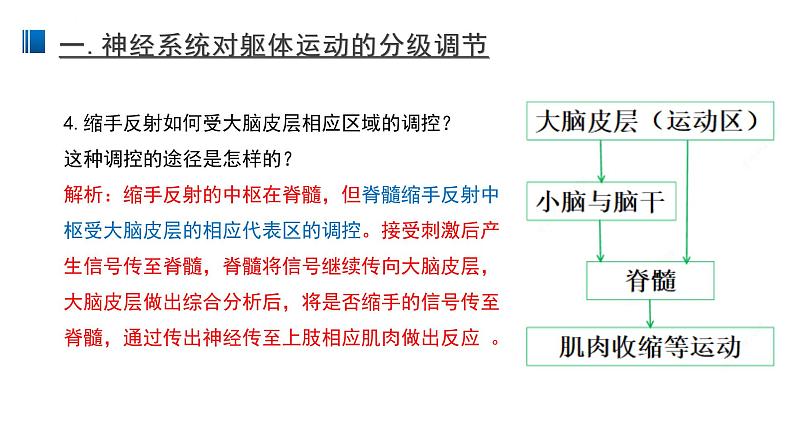 2.4 神经系统的分级调节 课件 【新教材】人教版（2019）高中生物选择性必修一第7页