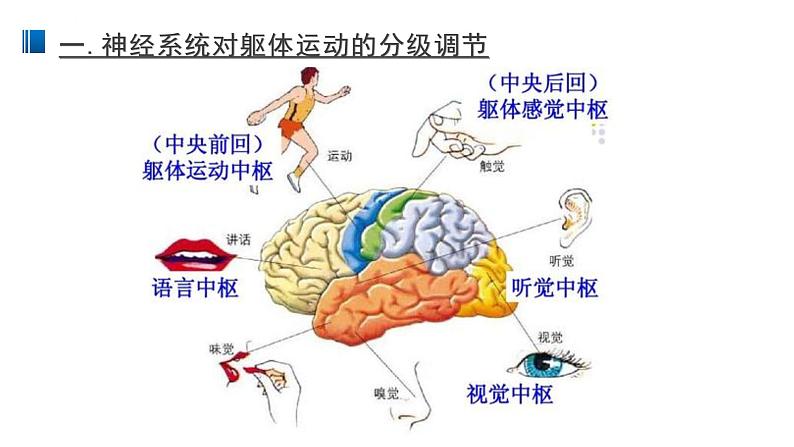 2.4 神经系统的分级调节 课件 【新教材】人教版（2019）高中生物选择性必修一第8页