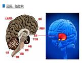 2.5 人脑的高级功能 课件 【新教材】人教版（2019）高中生物选择性必修一