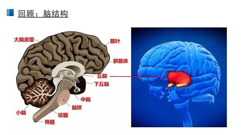 2.5 人脑的高级功能 课件 【新教材】人教版（2019）高中生物选择性必修一03