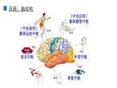 2.5 人脑的高级功能 课件 【新教材】人教版（2019）高中生物选择性必修一