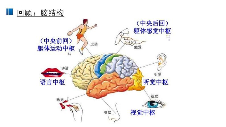 2.5 人脑的高级功能 课件 【新教材】人教版（2019）高中生物选择性必修一04