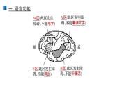 2.5 人腦的高級功能 課件 【新教材】人教版（2019）高中生物選擇性必修一