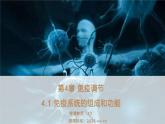 4.1 免疫系统的组成和功能 课件 【新教材】人教版（2019）高中生物选择性必修一